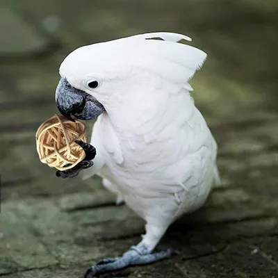 Produktbild von Vogelspeelzeug Set - 18 Stück - natürlich und sicher - für Papageien und Vögel