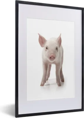Produktbild von MuchoWow® Gerahmtes Poster Schwein - Tiere - Weiß 40x60 cm - Poster mit Schwarzem Bilderrahmen Wandposter Rahmen Foto Bilder - Poster in Rahmen