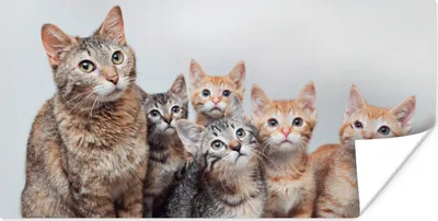 Produktbild von MuchoWow® Poster Katze - Kätzchen - Fell 40x20 cm - Poster für die Wand - Poster Schlafzimmer