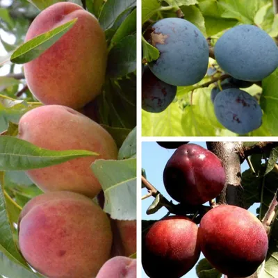 A collage of images showing different types of fruit on trees.