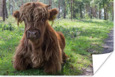 Produktbild von MuchoWow® Poster Schottischer Highlander - Kröte - Tiere 60x40 cm - Schlafzimmerdekoration