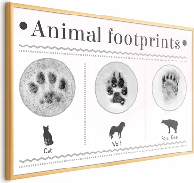 Produktbild von Posterpapier Poster - Paw Prints 42x29.7 cm Tiere g-A-0196-ao-a