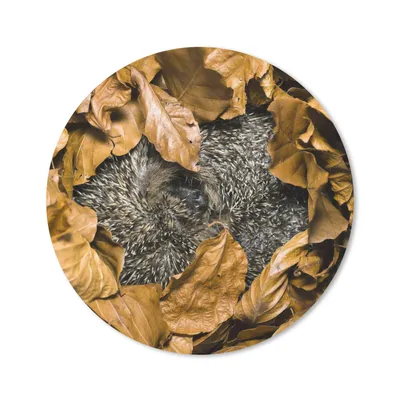 Produktbild von MuchoWow® Mauspad Mousepad Igel - Braun - Blätter 20x20 cm - Mousepads - Maus Mat - Pad - Mausunterlage - Schreibtischmatte