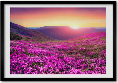 Produktbild von Bild - Bilder - Bilderrahmen - 70 cm x 50 cm - MDF-Rahmen, Wandkunst rosa Hügel