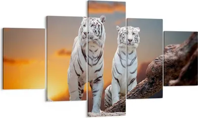 Produktbild von Bild auf Leinwand - Leinwandbild - Tiger weiß Rock Sonnenuntergang - 125x70cm - Wand Bild - Wanddeko - Leinwanddruck - Bilder - Kunstdruck - Leinwand bilder - Wandkunst - EA125x70-2901