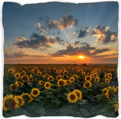 Produktbild von Wallario Premium Kissen, weiche Oberfläche, mit Motiv Sonnenblumenwiese vor Wolken mit Sonnenuntergang, Größe: 30 x 30 cm, mit weißer Rückseite
