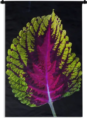 Produktbild von MuchoWow® Wandteppich Wandbehang Ornamentales Nesselblatt auf schwarzem Hintergrund 120x180 cm Tapisserie Dekoration Wandtuch - Schlafzimmer - Dekorationen für das Haus