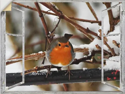 Produktbild von ARTland Wandbild, selbstklebend Fensterbild - Rotkehlchen Größe: 40x30 cm