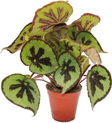 Image de Leaf Begonia - Begonia masoniana Mountain - feuilles brunes avec des marques - pot de 15cm