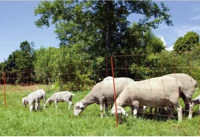 Obrázok produktu pre Oplotenie pre ovce, elektrifikovateľné, dĺžka 50 m, výška 90 cm, 14 kolíkov, KERBL OviNet