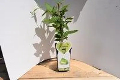 Productafbeelding van Zelfbestuivende kiwiplant - 50 cm hoog- Potgekweekt- professioneel telersras
