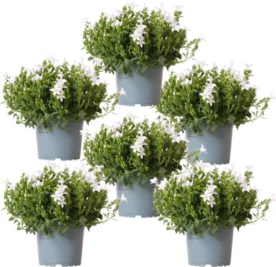 Produktbild von Campanula Addenda Ambella weiß 6er Set – Glockenblume weiß Topfgröße 12cm – winterhart, lang blühend – Bodendecker für ca.1m² – für Beet, Kübel, Balkonkasten & Blumenampel