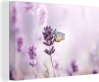 Produktbild von OneMillionCanvasses® - Leinwandbilder - 150x100 cm, Lavendel - Schmetterling - Nahaufnahme - Lila, Wandbilder Kunstdruck Wanddekoration - Foto auf Leinwand - Gemälde auf Holzrahmen