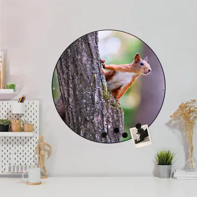 Produktbild von Design Stahlmagnettafel Schwarz Rund 47cm Eichhörnchen