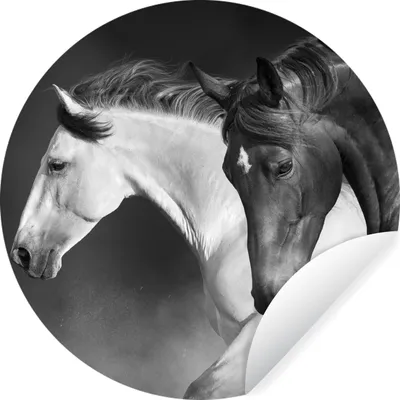 Produktbild von MuchoWow® Runde Wandtattoo - Wandsticker Tapete Aufkleber Pferde - Tiere - Schwarz - Weiß - Porträt Ø 50 cm Selbstklebend und Repositionierbar - Wandaufkleber - Kreis - Wand Kreis - Wand Bild - Foto Tapete - Selbstklebende - Wohnzimmerdekoration - Wand Dekoration - Kinderzimmer