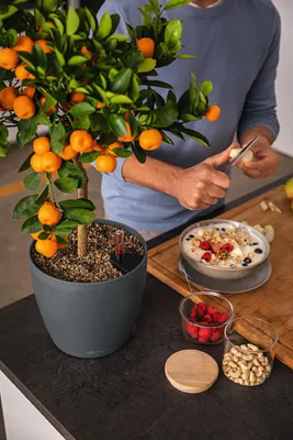 Obrázok produktu pre LECHUZA CLASSICO Color Eco 28, Kvetináč, Voľne stojace, Recyklovaný plast, Šedá, Kolo, Vnútorný