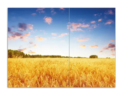 Produktbild von Wallario Herdabdeckplatte aus Glas, Größe 70 x 52 cm 2-teilig, Motiv Weizenfeld unter blauem Himmel