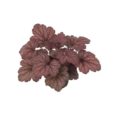 Produktbild von Heuchera "Hint of Dawn" - Purpurglöckchen 'Hint of Dawn', Neuheit 2019 im Topf 12 cm  - 12 cm