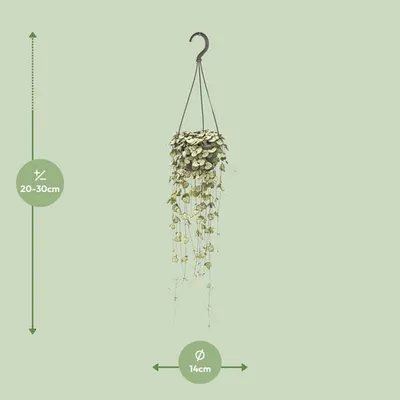 Produktbild von Leuchterblume Ceropegia Woodii Ø14cm ↕50cm Hängepflanze Zimmerpflanze