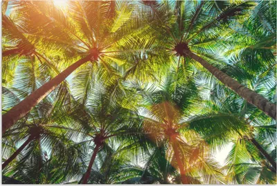 Produktbild von MuchoWow® Poster Ein Wald von Palmen 180x120 cm - Fotoplakat