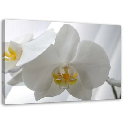 Immagine prodotto di Quadro su tela orchidee bianche con centro giallo 100x70 cm Feeby grigio quadro da parete pronto per essere appeso
