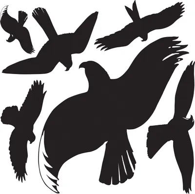 Image de Avery Zweckform® 4485 Home Oiseaux avertisseurs de fenêtre film plastique 14,5x4,5mm noir, transparent, 1feuille