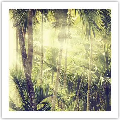 Produktbild von Poster - Poster ohne Rahmen - Morgendämmerung Dschungel Palmen - 60x60 cm - Wand Bild - Wanddeko - Wandbilder - Kunstposter - Wandposter - Bilder - Kunstdruck - Wanddekoration - P2XAC60x60-4450