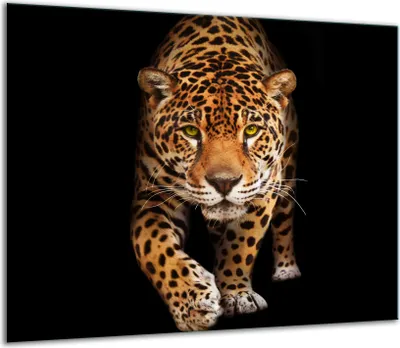 Obrázek produktu pro Kryt varné desky Skleněný kryt varné desky 60x52cm Cat Black