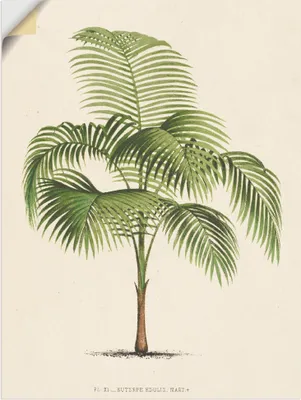 Produktbild von ARTland Wandbild, selbstklebend Palme I Größe: 60x80 cm