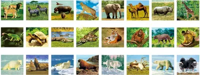 Productafbeelding van Ambo Speelgoed: "Wilde dieren" - Leerspeelgoed om de natuur te ontdekken