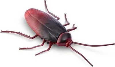 Produktbild von Zuru Robo Alive Glow In The Dark Kakerlake