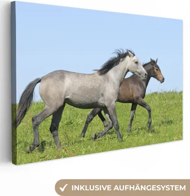Produktbild von OneMillionCanvasses® - Leinwandbilder - 140x90 cm, Pferde - Tiere - Gras, Wandbilder Kunstdruck Wanddekoration