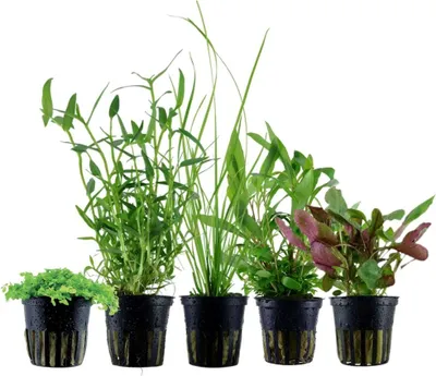 Produktbild von Pflanzen Set mit 5 Einsteiger Topf Aquarium Wasserpflanzen AquaOne Nr.106