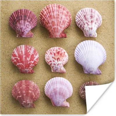 Produktbild von MuchoWow® Poster Muscheln - Rosa - Strand 75x75 cm - Wand Dekoration