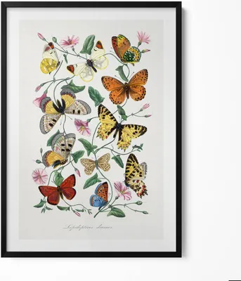 Produktbild von Altes Schmetterlingsposter– Wandbild mit Rahmen – Gerahmtes Bild  – Wanddekoration – 70x100 cm –  Schwarz Rahmen