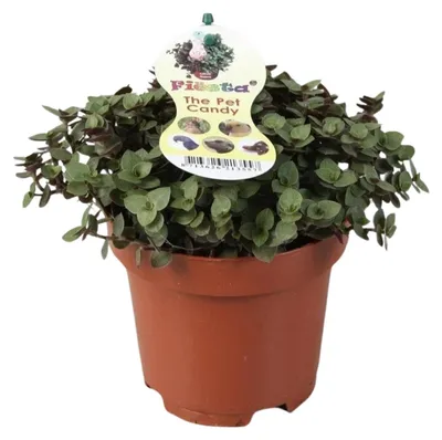Produktbild von Callisia repens - 17cm - Ø12cm - Zimmerpflanze - Immergrün