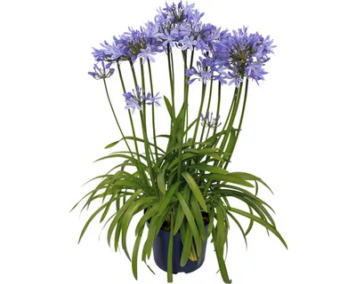 Obrázek produktu pro Kalokvět africký modrý FloraSelf Agapanthus africanus 'Amourette Superb' celková výška cca 40-50 cm květináč Ø 17 cm