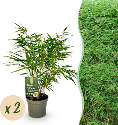 Produktbild von Exotischer Herzblättriger Bambus – Fargesia rufa – grün – 2er-Set, Topfhöhe 17 cm, 60 cm