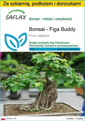 Zdjęcie produktu dla SAFLAX - Zestaw do uprawy - Bonsai - Figa Buddy - 100 Nasiona - Z mini szklarnią, podłożem uprawowym i 2 doniczkami - Ficus religiosa