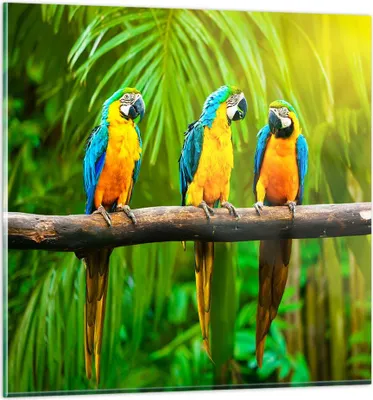 Produktbild von Bilder auf glas - Papageien Collorful Natur Vögel - 70x70cm - Glasbilder - Wandbilder - Kunstdruck - zum Aufhängen bereit - Wanddekoration aus Glas - Glas Bilder - Wandbild auf Glas - GAC70x70-2696