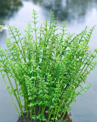 Produktbild von Oenanthe aquatica, Wasserfenchel, ca. 9x9 cm Topf