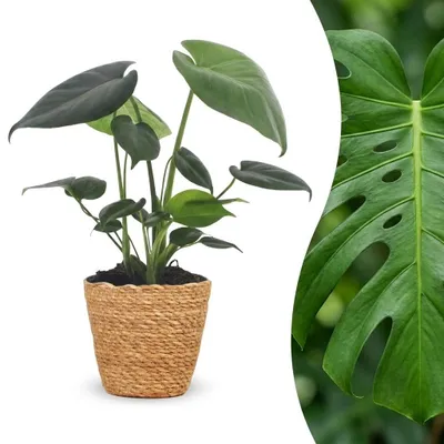 Produktbild von Green boutiQ - Monstera Deliciosa - Fensterblatt - 1 Plant - mit Korb - Topf 12cm - Höhe 30cm