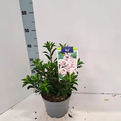 Zdjęcie produktu dla Kalmia lat. „Elf” – kalmia | 25–30 cm w doniczce