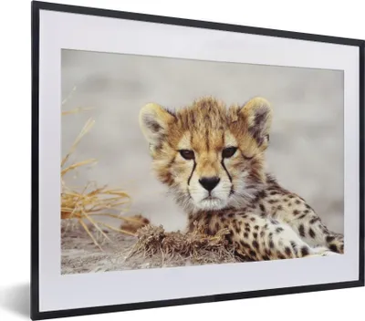 Produktbild von MuchoWow® MuchoWow® Gerahmtes Poster Gepard - Jung - Porträt 40x30 cm - Poster mit zchwarzem Bilderrahmen - Bilderrahmen - Poster im Rahmen