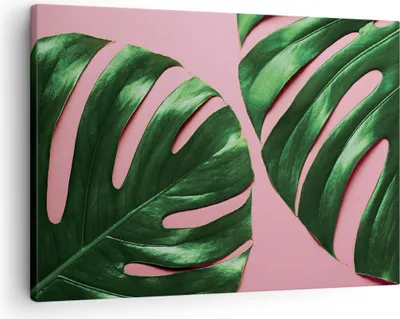 Produktbild von Bild auf Leinwand - Leinwandbild - Einteilig - Monstera Blatt Rosa - 70x50cm - Wand Bild - Wanddeko - Wandbilder - Leinwanddruck - Bilder - Wanddekoration - Leinwand bilder - Wandbild - AA70x50-4407