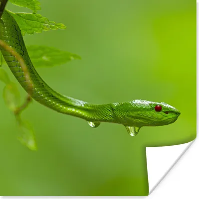 Produktbild von MuchoWow® Poster Grüne Schlange aus der Nähe 30x30 cm - Wandposter - Printing