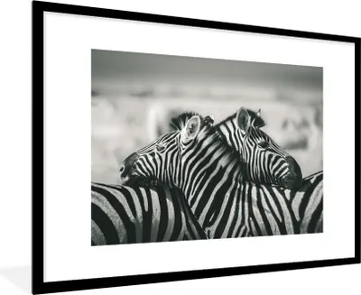 Produktbild von MuchoWow® Gerahmtes Poster Kuschelige Zebras 90x60 cm - Poster mit Schwarzem Bilderrahmen Wandposter Rahmen Foto Bilder - Wanddekoration - Fotos