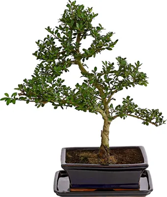 Produktbild von Dehner Japanische Stechpalme im Keramiktopf, immergrün, ca. 30-40 cm, Topf ca. 20 cm, Outdoor-Bonsai