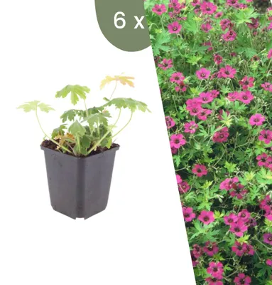 Image de Plants by Frank | 6 Plantes de géranium vivace 'Bevan's Variety' | Geranium macrorrhizum 'Bevan's Variety' | Couvre-sol rustique | Plantes vivaces | Vivaces rustiques | Plantes d’extérieur | Jardin