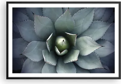 Produktbild von Gerahmtes Poster - Schwarzer Rahmen - Blau Blätter Agave - 91,5x61 cm - Wand Bild - Wanddeko - Wandbilder - Kunstposter - Wandposter - Bilderrahmen - Bilder - Kunstdruck - P2BAA91x61-5133